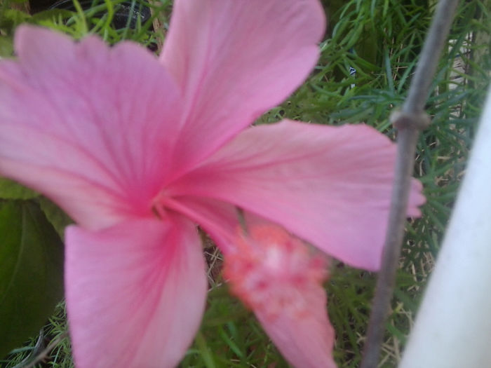 Fotografie1072 - hibiscusi 2014-1