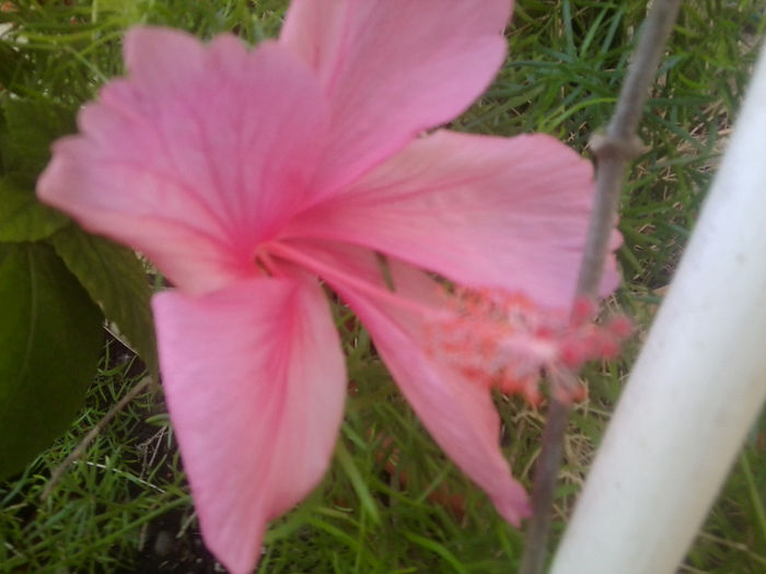 Fotografie1073 - hibiscusi 2014-1