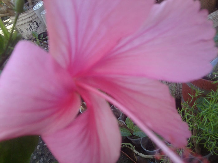 Fotografie1075 - hibiscusi 2014-1