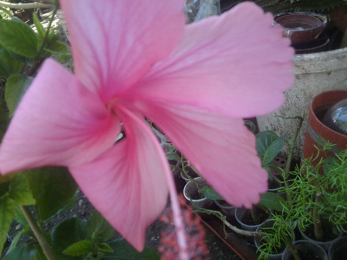 Fotografie1076 - hibiscusi 2014-1