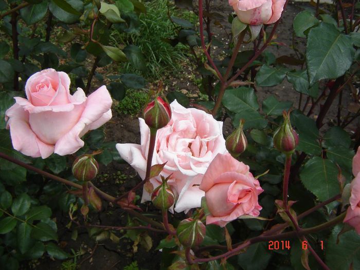 DSC04730