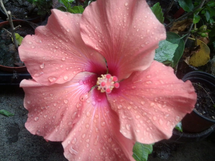 adonicus orange - hibiscusi 2014-1