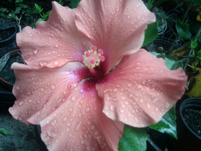 Fotografie1207 - hibiscusi 2014-1