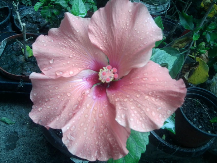 Fotografie1209 - hibiscusi 2014-1