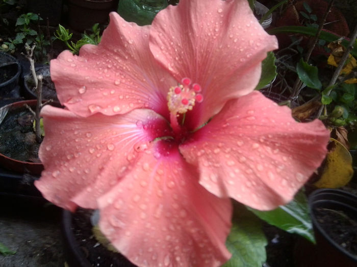 Fotografie1212 - hibiscusi 2014-1