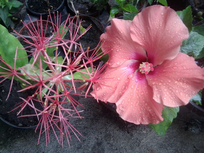 Fotografie1217 - hibiscusi 2014-1