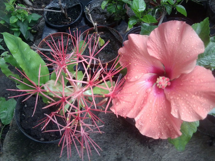 Fotografie1218 - hibiscusi 2014-1