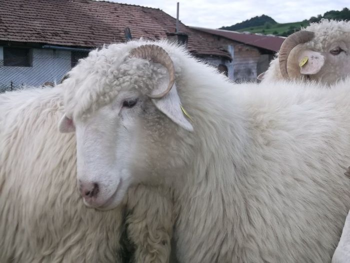 Picture 051 - 0000 Carlane 2O14