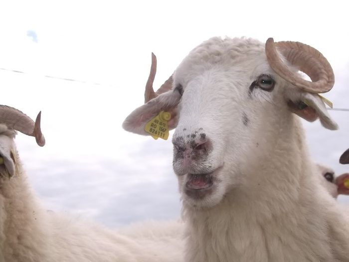 Picture 052 - 0000 Carlane 2O14