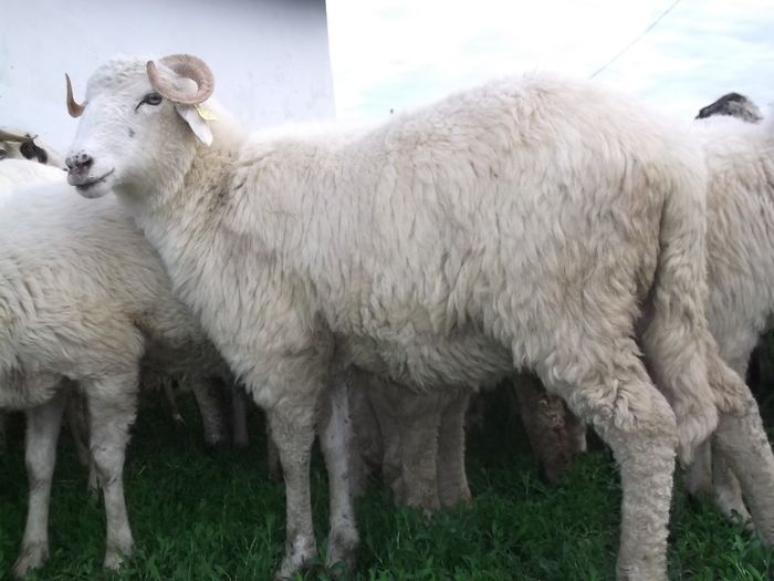 Picture 062 - 0000 Carlane 2O14