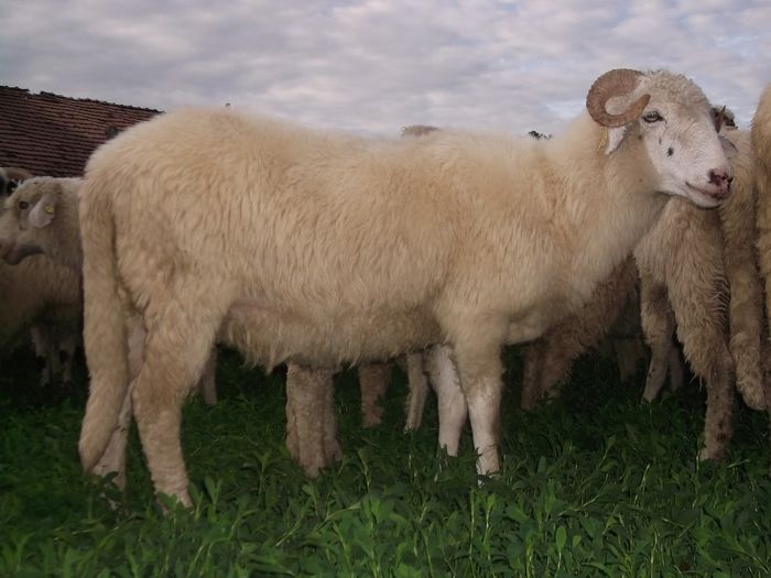 Picture 063 - 0000 Carlane 2O14