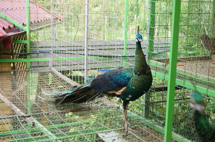 DSC05216 - 9--PAUN VERDE JAWA