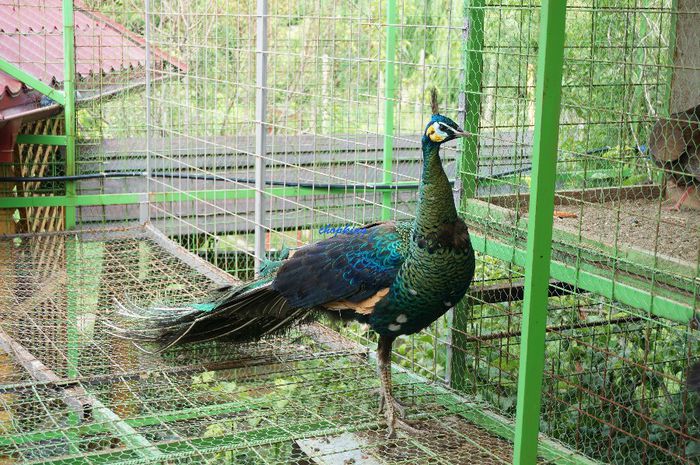 DSC05217 - 9--PAUN VERDE JAWA