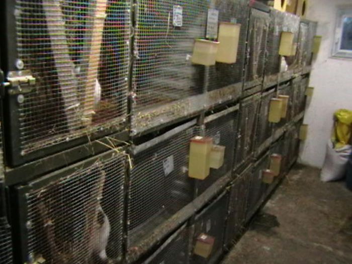 IMGA0414 - ADAPOST - CALIFORNIAN