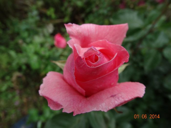 DSC04025 - Trandafiri 2014