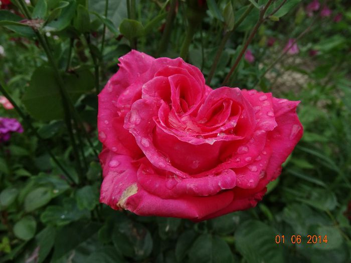 DSC04021 - Trandafiri 2014