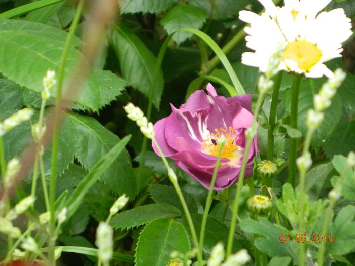 DSCN7878 - Flori 2014