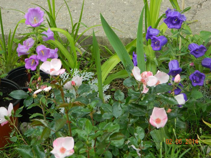 DSCN7879 - Flori 2014