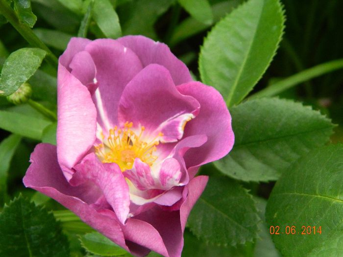 DSCN7882 - Flori 2014