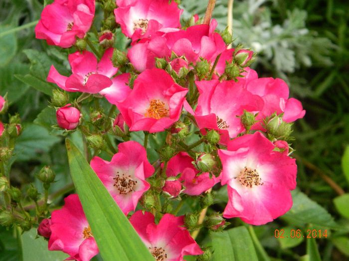 DSCN7883 - Flori 2014