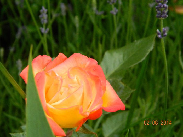 DSCN7884 - Flori 2014