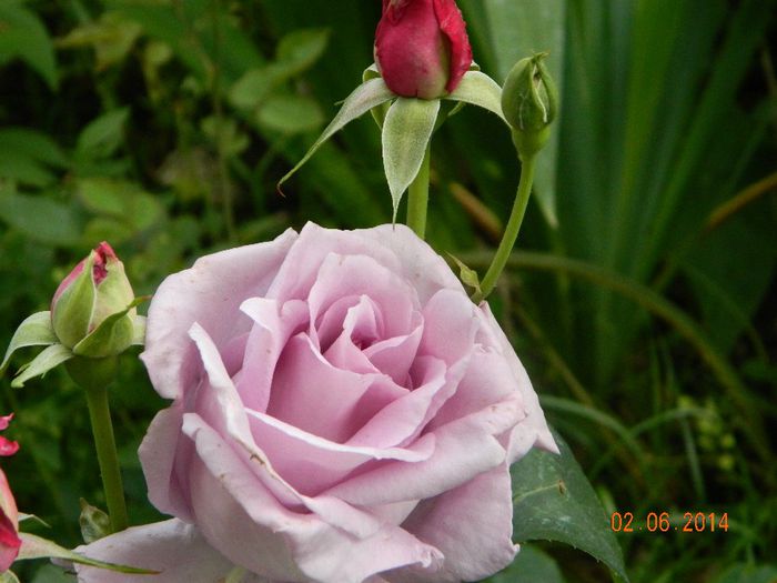 DSCN7886 - Flori 2014