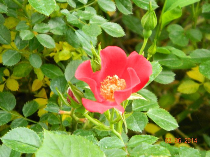 DSCN7887 - Flori 2014