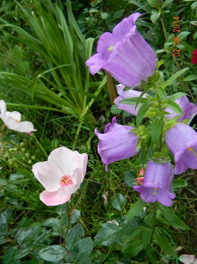 DSCN7889 - Flori 2014