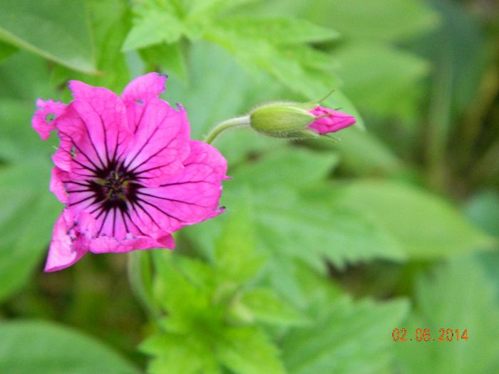 DSCN7890 - Flori 2014