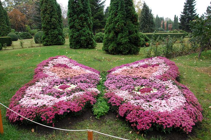 aranjamente-florale-fluture