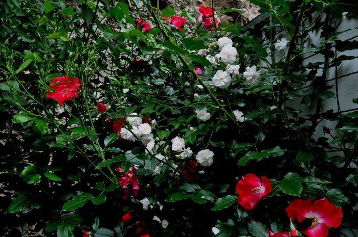 DSC_0053 - PAUL S HIMALAYAN MUSK