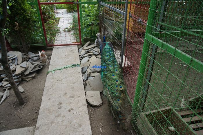 DSC05770