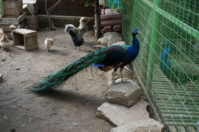 DSC05780