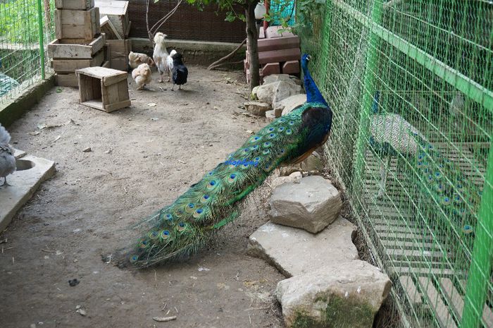 DSC05785