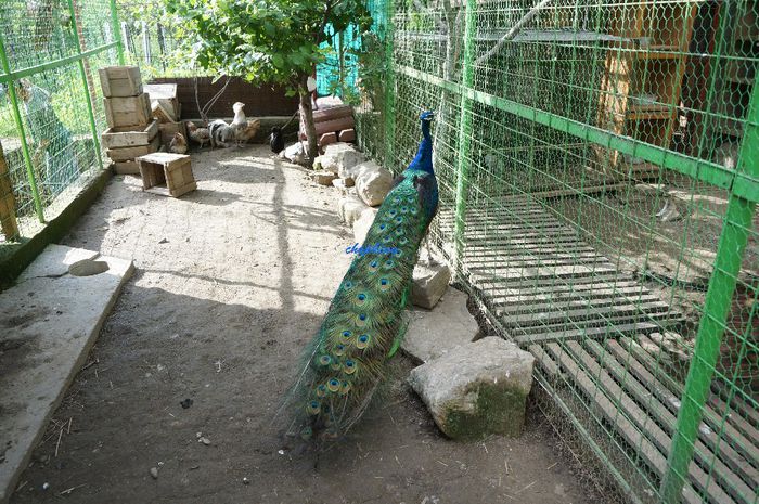 DSC05799