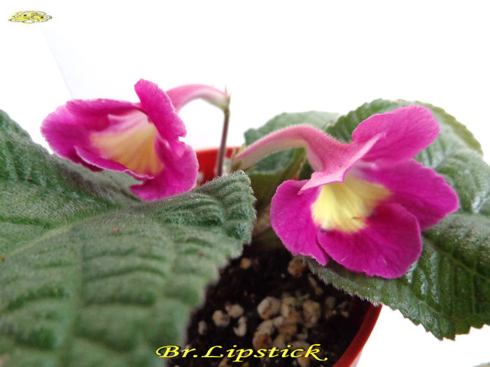 Br. Lipstick (3-06-2014)