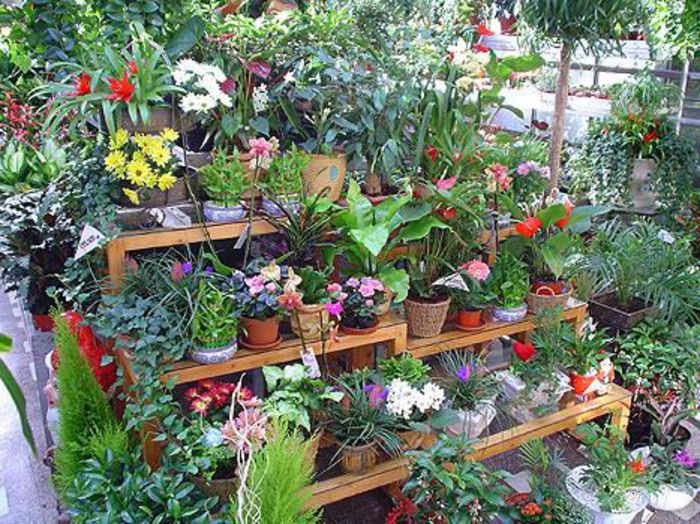 plante-de-interior - idei interesante culese de pe net A