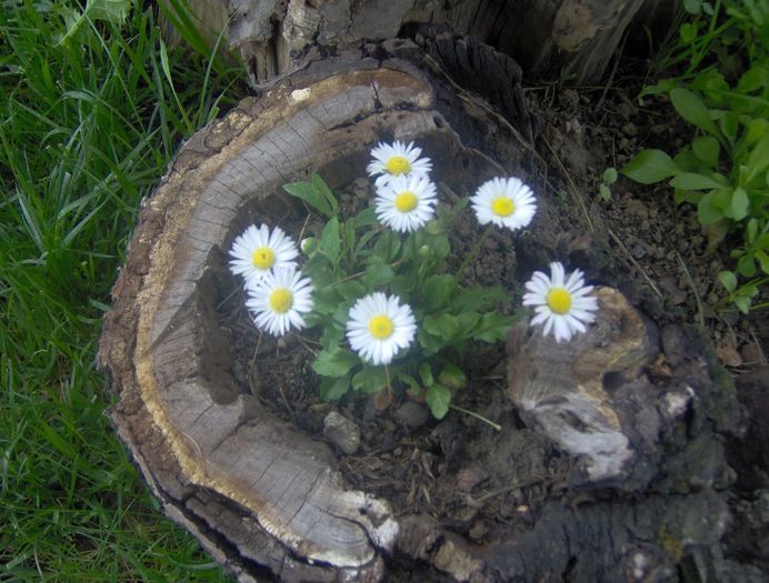 ziua lui Matei -  ani 002 - idei interesante culese de pe net A