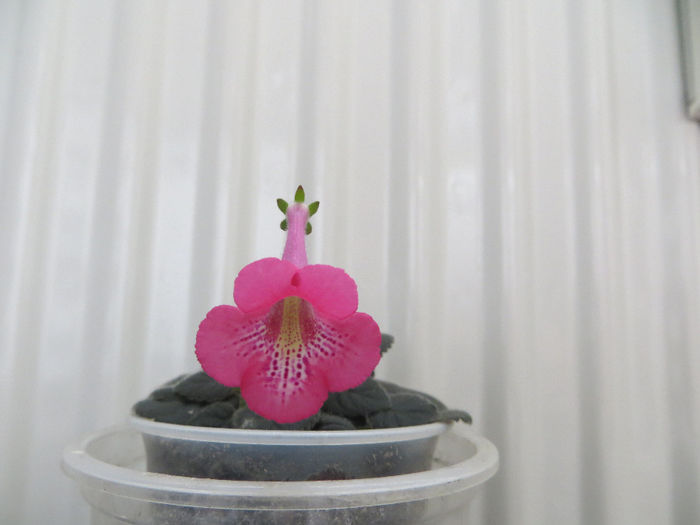  - mini sinningii 2014