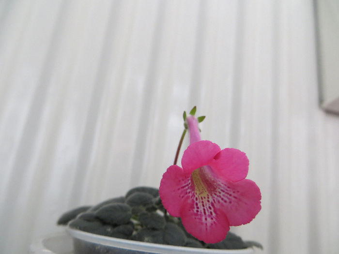  - mini sinningii 2014