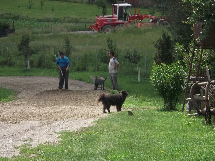 PE FERMA SE LUCREAZA MEREU - FERMA LEONTE 2011 VARA