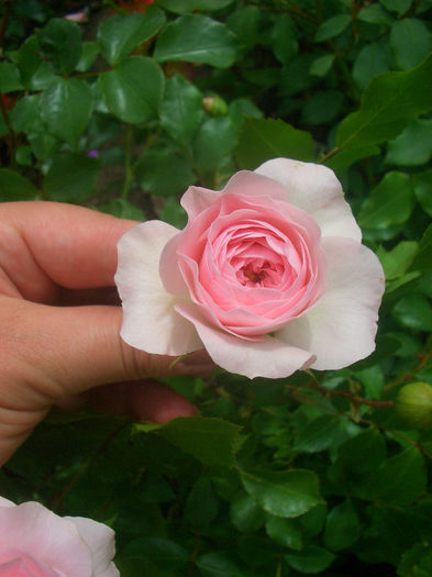 'Larissa' • KO 98/1661-05 • KORbaspro; Floribunda.  Bred by W. Kordes &amp; Sons (Germany, 1998).
