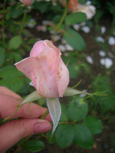 'Madame Figaro ®' • Delrona; Shrub.  Bred by G. Delbard (France).
