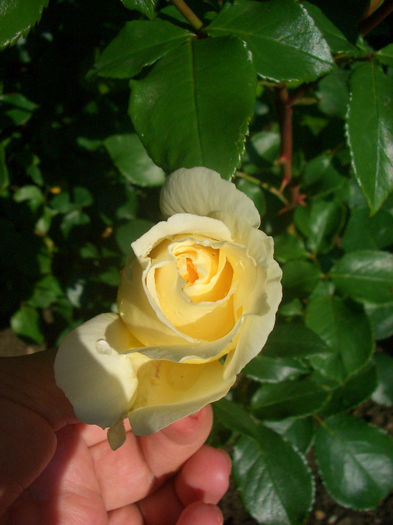 'Irish Hope'• HARexclaim; Floribunda.  Bred by Harkness (United Kingdom, 1998).
