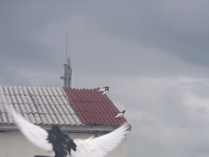 DOUA BATAI DE ARIPI SI...