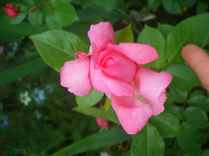 'Emilia Maria'• Delgrarose • Guelilah • La Rose de Molinard ®; Shrub.  Bred by Delbard (France, before 2007).
