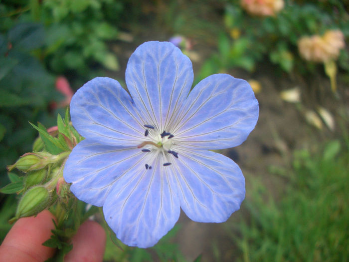 Geranium "Mrs. Kendall Clark" - vara 2014