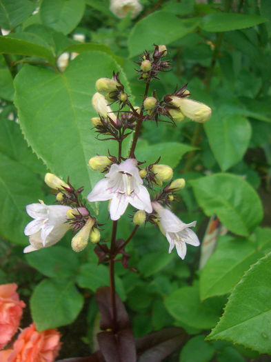 Penstemon "Husker's Red" - vara 2014