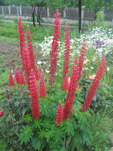 Lupin