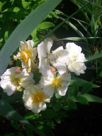 'Lykkefund'; Rambler.  Bred by Aksel Olsen (Denmark, 1930).
